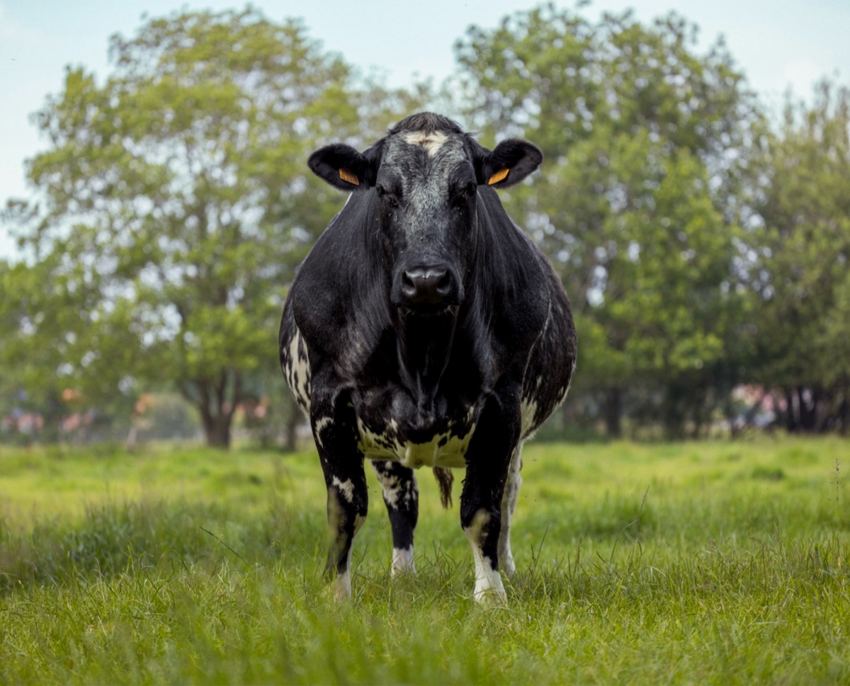The Cow, the photograph that covers the panel edge to edge