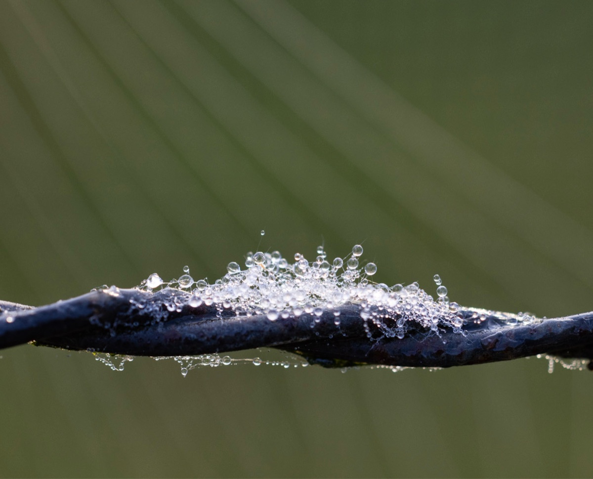 Dew on the Wire, the photograph that covers the panel edge to edge