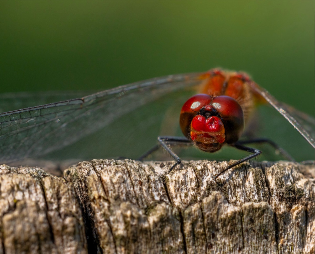 Dragonfly, the photograph that covers the panel edge to edge