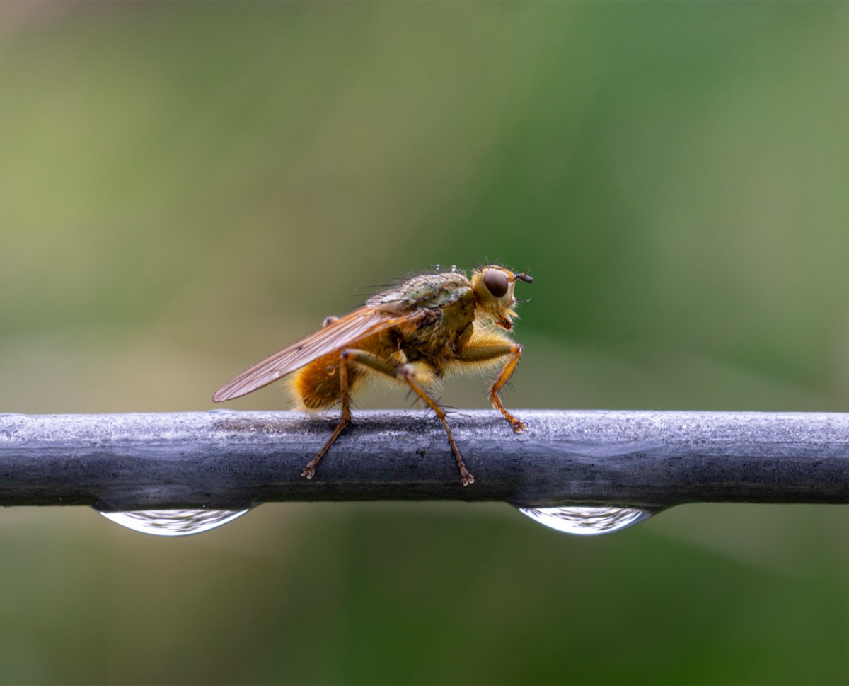 Dung Fly, the photograph that covers the panel edge to edge
