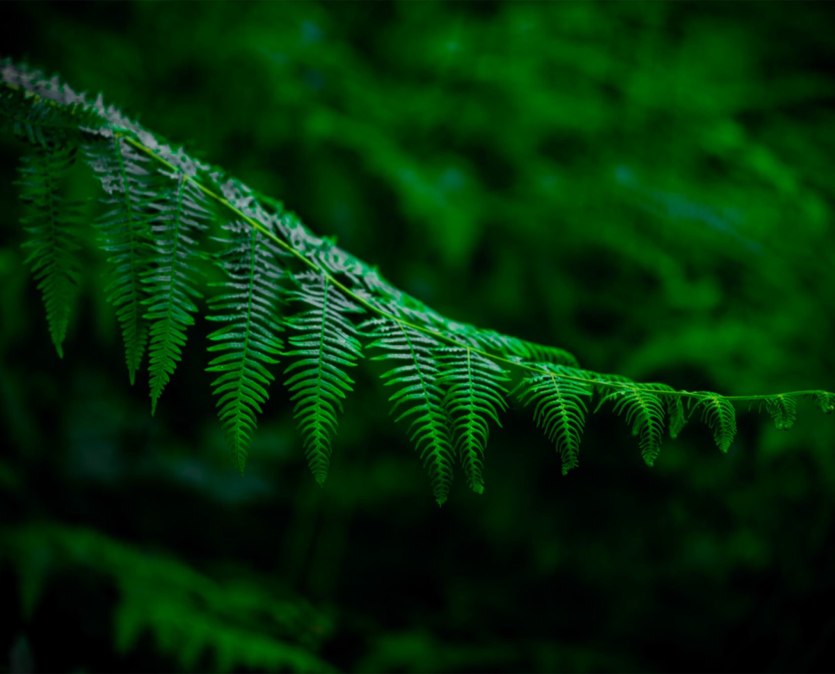 Fern, the photograph that covers the panel edge to edge