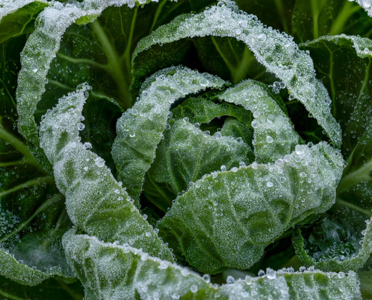 Frosted Cabbage, the photograph that covers the panel edge to edge