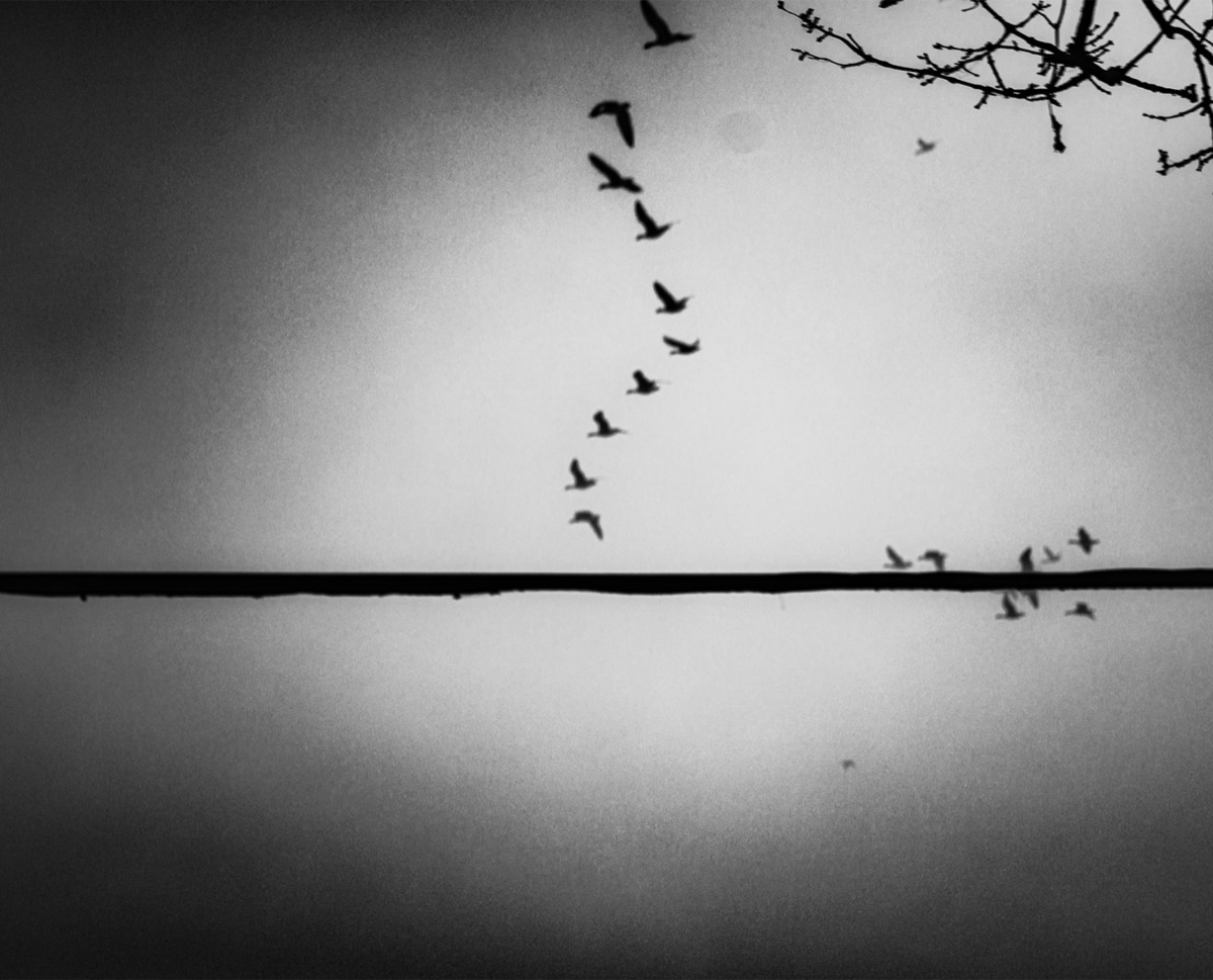 Geese, the photograph that covers the panel edge to edge