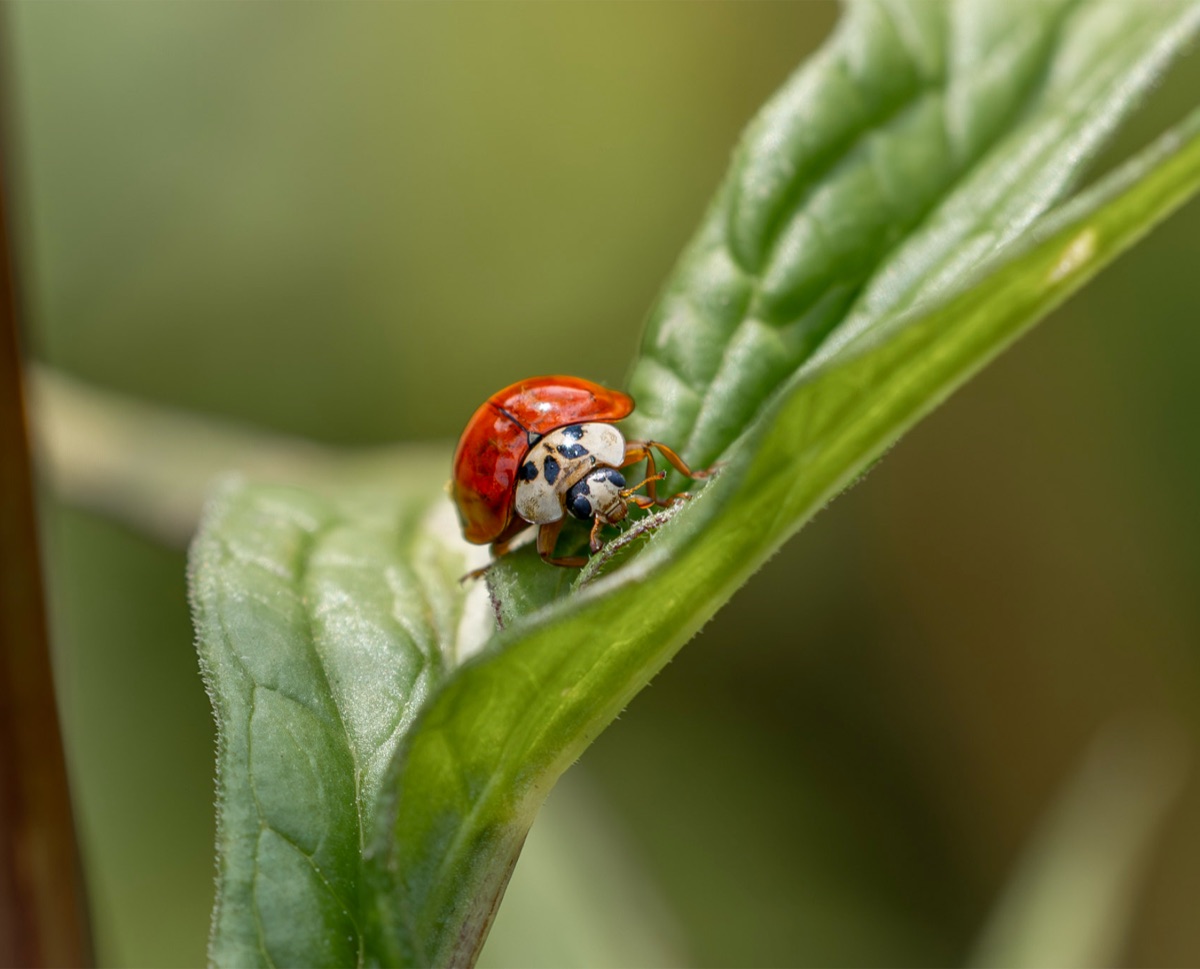 Ladybird, the photograph that covers the panel edge to edge