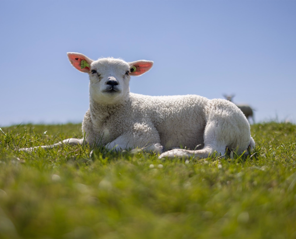 The Lamb, the photograph that covers the panel edge to edge