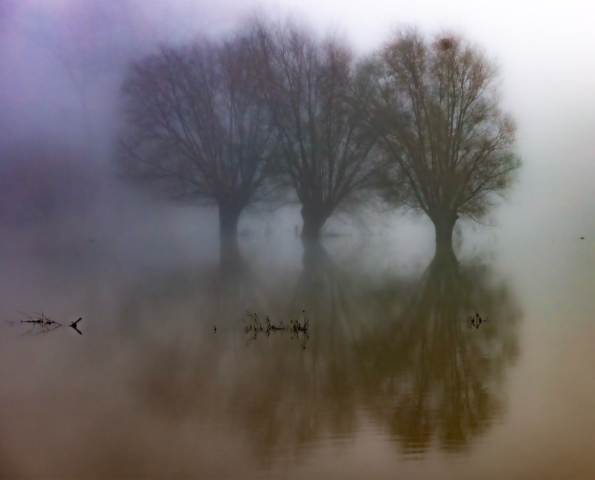 Misty Willows, the photograph that covers the panel edge to edge