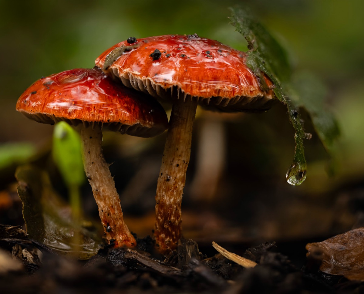 Mushrooms, the photograph that covers the panel edge to edge