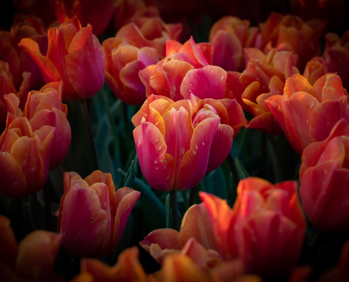 Tulips, the photograph that covers the panel edge to edge